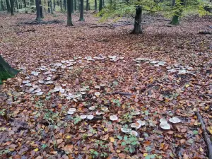 Frans 02 Heksenkring